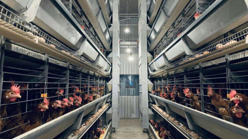 “無抗時代”對養殖場設備提出了哪些要求？